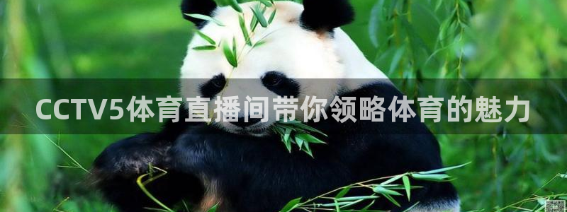 CCTV5体育直播间带你领略体育的魅力