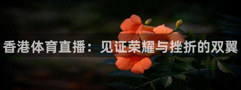 香港体育直播：见证荣耀与挫折的双翼